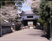 塀の裏から桜の木が顔をのぞかせている飫肥城の大手門の写真